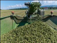 Luzernepellets 2