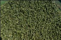 Luzernepellets 1