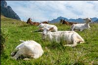 Goats on alpine pasture 12