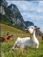 Goats on alpine pasture 11