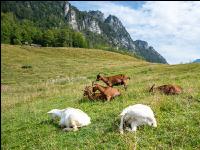 Goats on alpine pasture 10