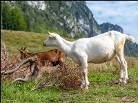 Goats on alpine pasture 9