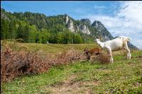 Goats on alpine pasture 8