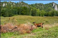 Goats on alpine pasture 7