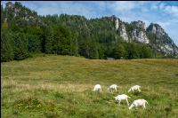 Goats on alpine pasture 4