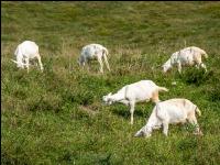 Goats on alpine pasture 3