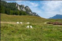 Goats on alpine pasture 2