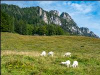 Goats on alpine pasture 1