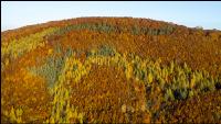 Mischwälder im Oktober 13