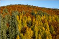 Mischwälder im Oktober 7