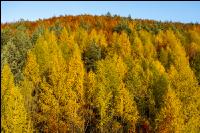 Mischwälder im Oktober 5