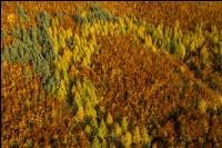 Mischwälder im Oktober 3