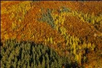 Mischwälder im Oktober 2