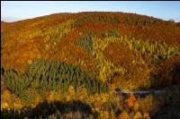 Mischwälder im Oktober 1