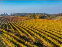 Vineyards in October 5