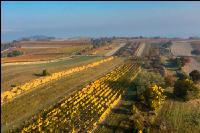 Vineyards in October 4