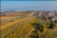 Vineyards in October 3