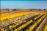 Vineyards in October 2