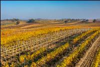 Vineyards in October 1
