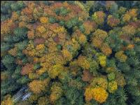 Mischwälder im Oktober 14