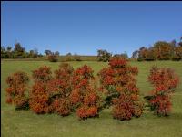 Obstbäume Herbstfarben 6