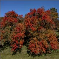 Obstbäume Herbstfarben 4