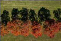 Obstbäume Herbstfarben 1