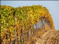 Vineyards in October 17