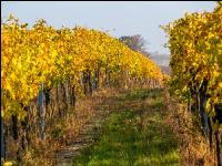 Vineyards in October 16