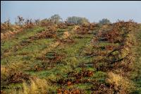 Vineyards in October 15