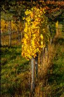 Vineyards in October 14