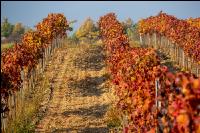 Vineyards in October 13