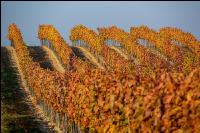 Vineyards in October 9