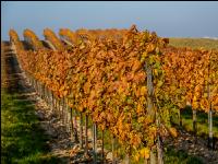 Vineyards in October 8