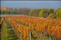 Vineyards in October 7