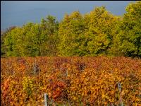 Weingärten im Oktober 6