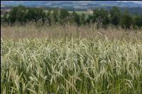 Disteln in Triticale 3