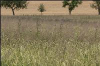 Disteln in Triticale 2