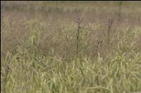 Disteln in Triticale 1