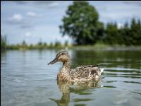Mallard duck 10