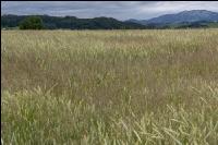 Windhalm in Triticale 