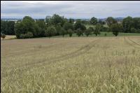 Windhalm in Triticale 