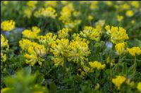 Kidney vetch