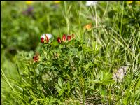 Birdsfoot trefoil 1