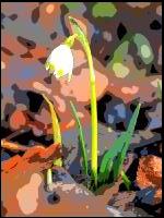 Frühlingsknotenblume Comic 1