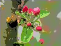Apfelblüte Comic 8