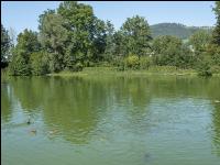 Karpfenteich 4