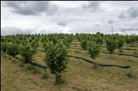 Haselnuss Plantage 1