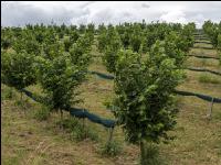 Haselnuss Plantage 2