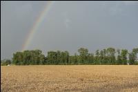 Regenbogen über Weizen